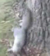 Drunk Squirrel Goes Nuts